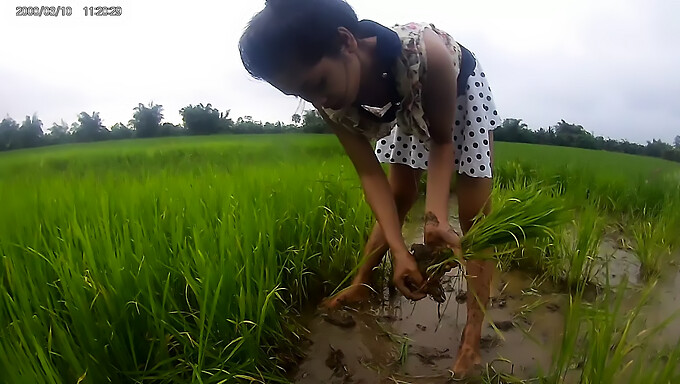 Ragazza Asiatica Si Spoglia Nuda In Un Campo Di Riso